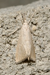 Pseudobissetia terrestrellus