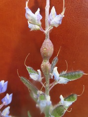 Neolasioptera lupini