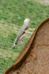 Phyllocnistis labyrinthella