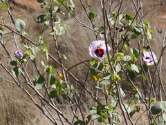Gossypium sturtianum