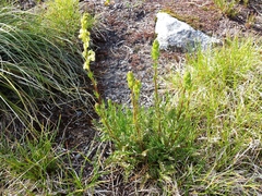 Pedicularis contorta