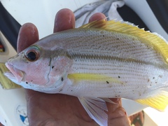 Lutjanus vitta