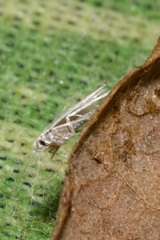 Phyllocnistis labyrinthella
