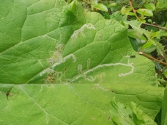 Phytomyza lappae