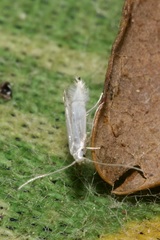 Phyllocnistis labyrinthella