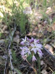 Allium campanulatum