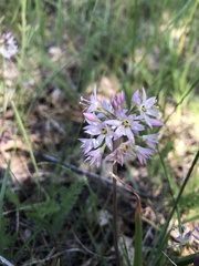 Allium campanulatum