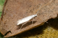 Phyllocnistis labyrinthella
