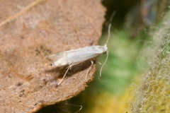 Phyllocnistis labyrinthella