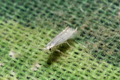 Phyllocnistis labyrinthella