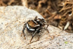 Attulus penicillatus