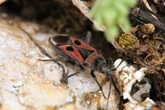 Lasiocoris anomalus