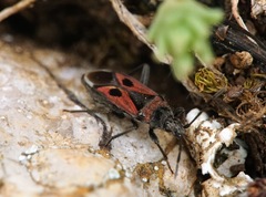 Lasiocoris anomalus