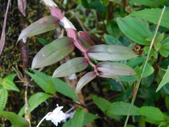 Dendrobium crumenatum