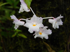 Dendrobium crumenatum