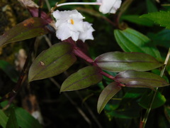 Dendrobium crumenatum