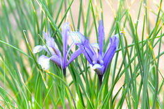 Iris tenuifolia
