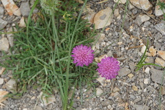 Knautia dalmatica