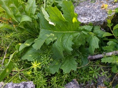Crambe koktebelica