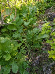 Crambe koktebelica