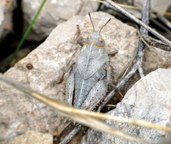 Prionotropis hystrix