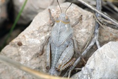 Prionotropis hystrix