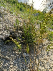 Briza humilis