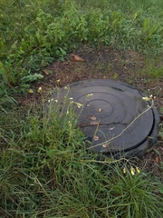 Diplotaxis tenuifolia