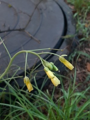 Diplotaxis tenuifolia