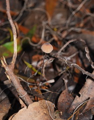 Mycena cystidiosa