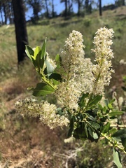 Ceanothus palmeri