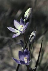 Thelymitra nuda