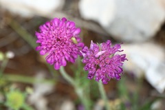 Knautia dalmatica