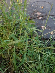 Diplotaxis tenuifolia