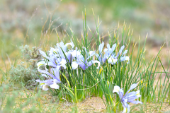 Iris tenuifolia