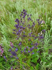 Nepeta ucranica