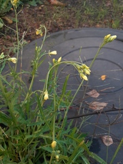 Diplotaxis tenuifolia