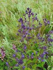 Nepeta ucranica