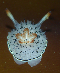 Acanthodoris rhodoceras