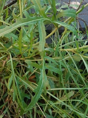 Diplotaxis tenuifolia