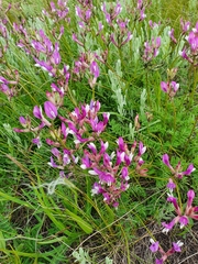 Astragalus macropus