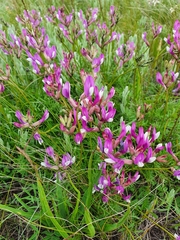 Astragalus macropus