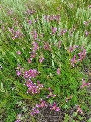 Astragalus macropus