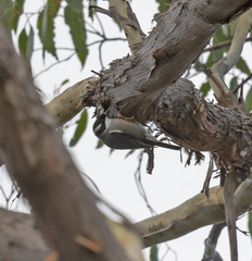 Melithreptus validirostris