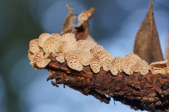 Marasmiellus affixus