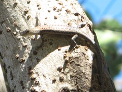 Cryptoblepharus metallicus