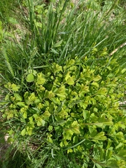 Spiraea