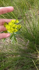 Euphorbia virgata