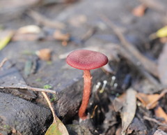 Tubaria rufofulva