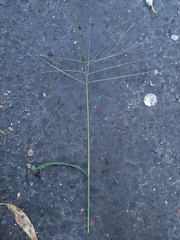 Digitaria sanguinalis